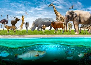 Wildlife photos collection in hd